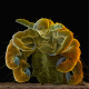 Illustration for article titled Pubic grooming is making crab lice an endangered species